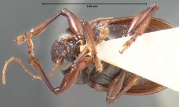 Media type: image; Entomology 9808   Aspect: habitus ventral view